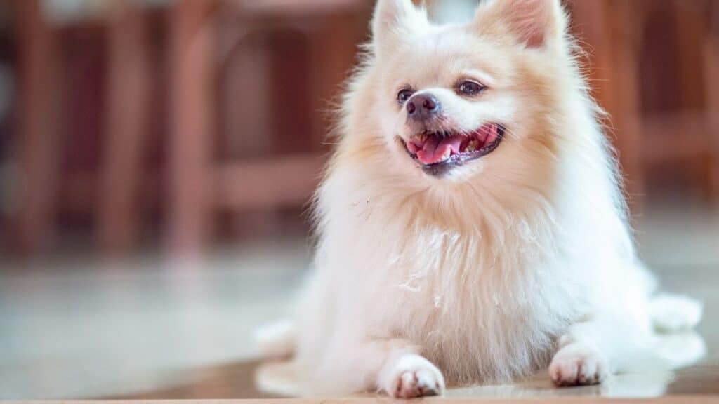 küçük köpek cinsleri