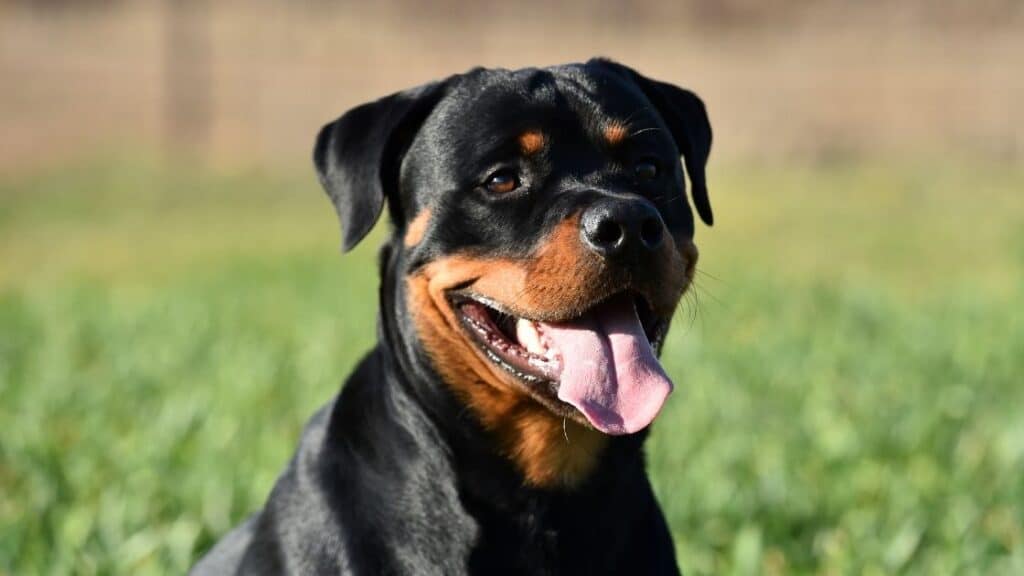 en zeki köpek türleri