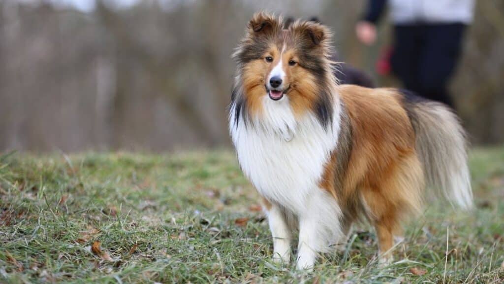 en zeki köpek türleri