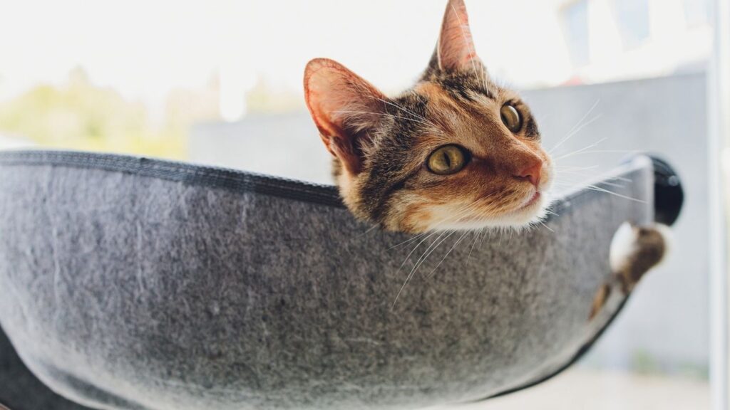 kedi hamağı