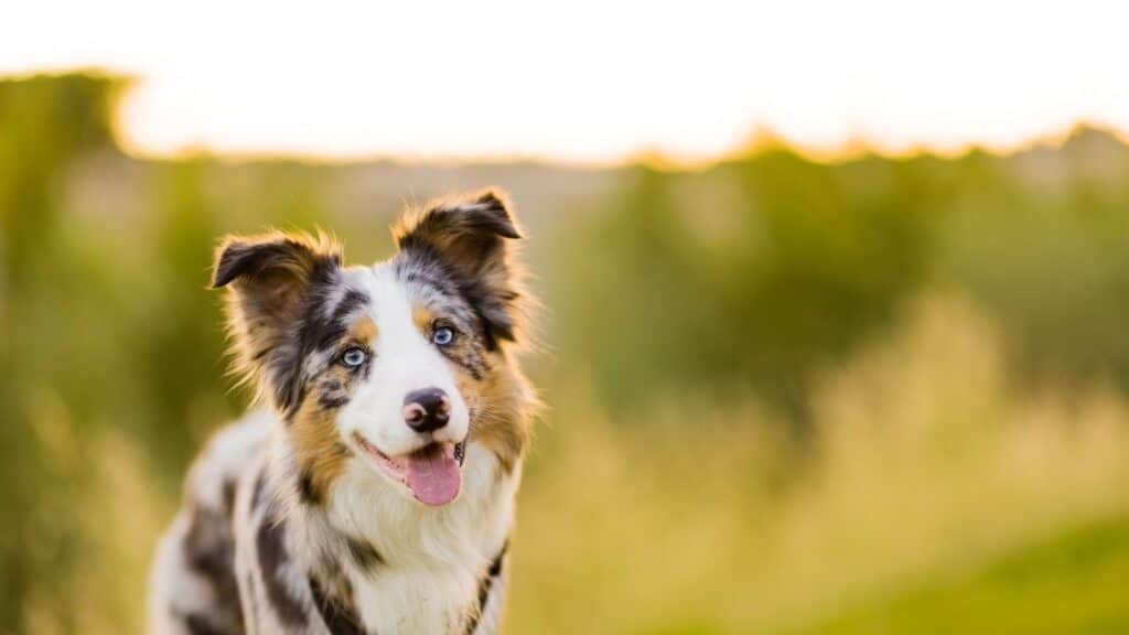 en zeki köpek türleri