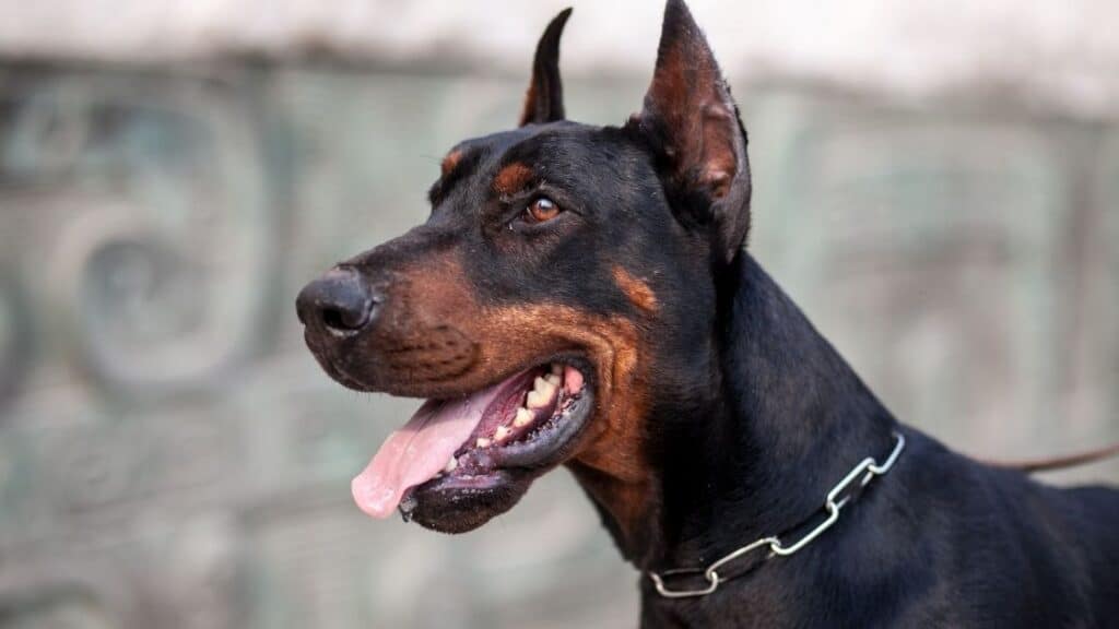 en zeki köpek türleri