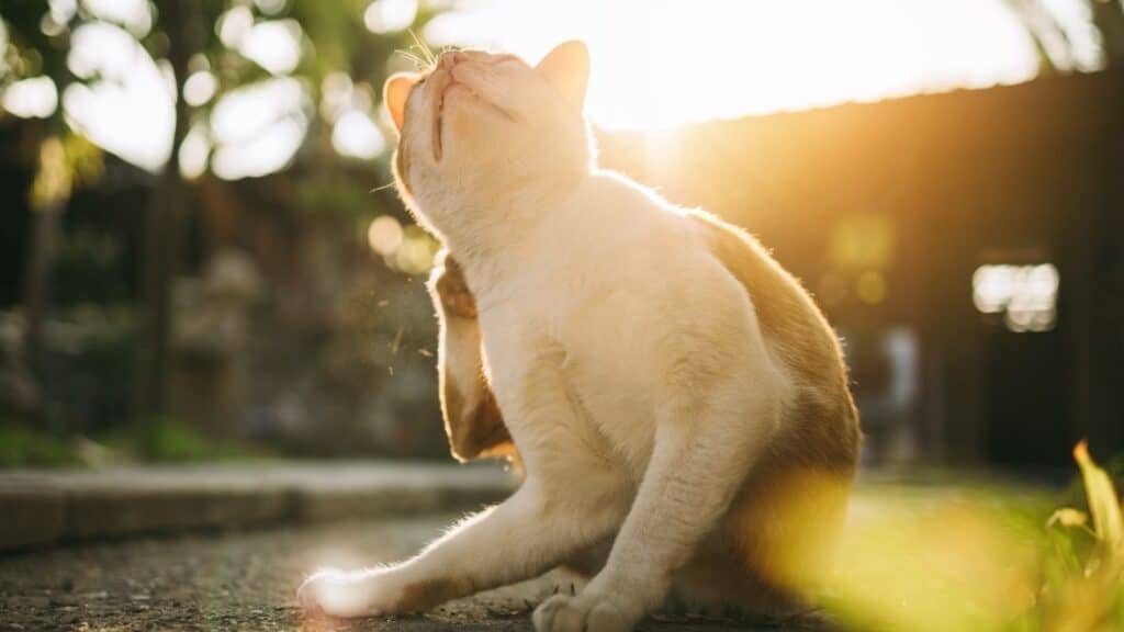 kedi aknesi