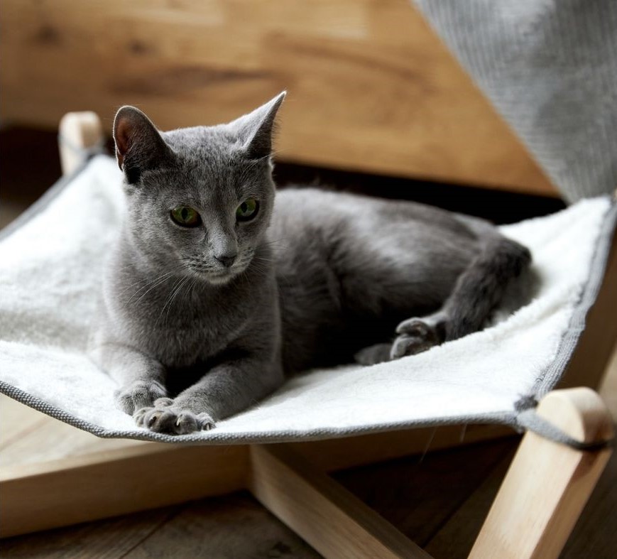 kedi hamağı