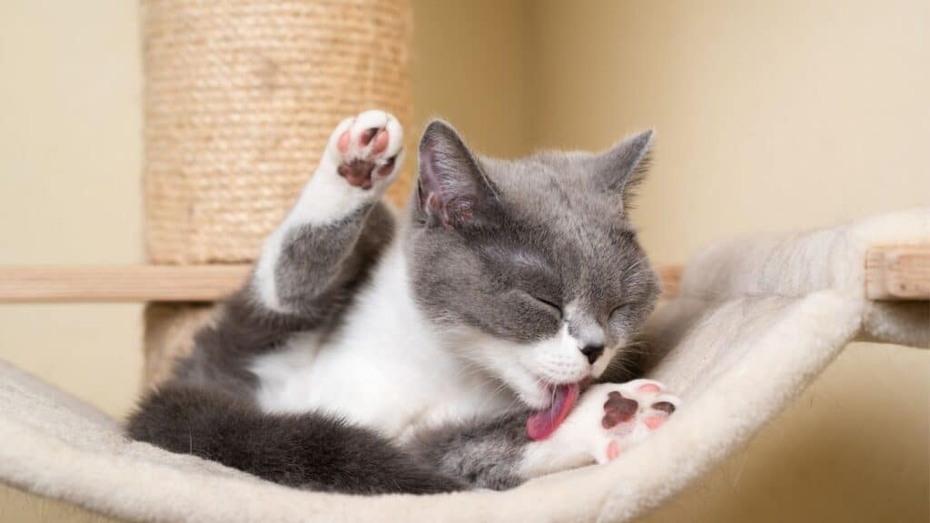kedi hamağı