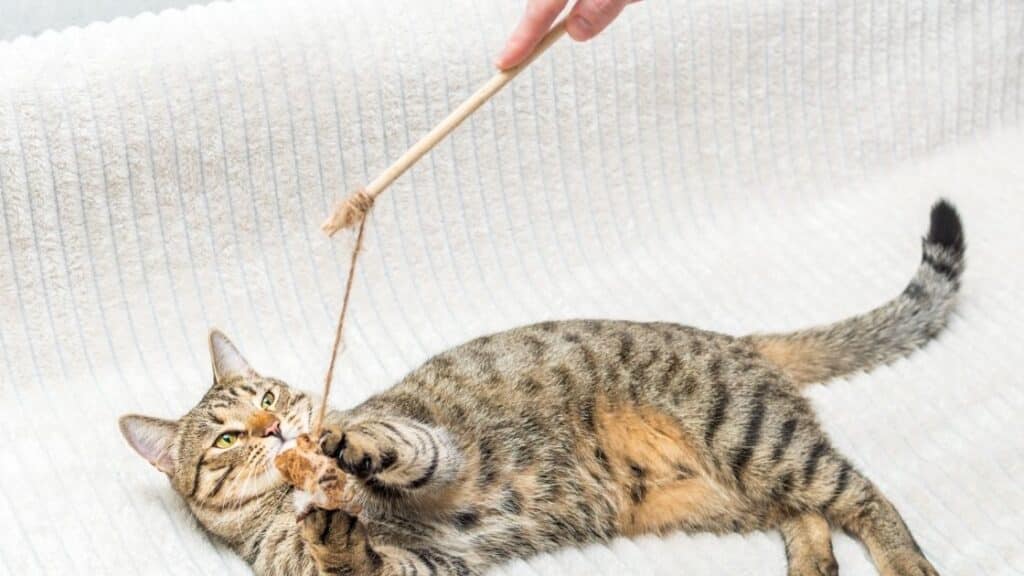 kedi aknesi