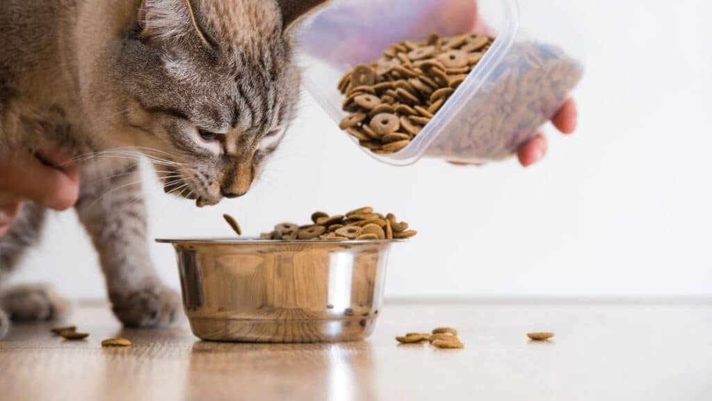 kedi aknesi