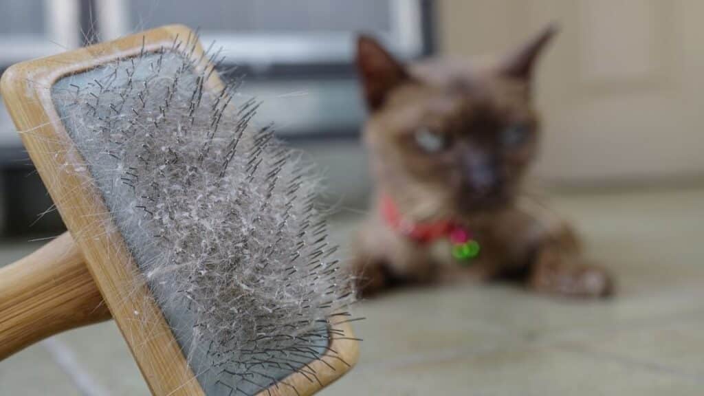 kedi aknesi