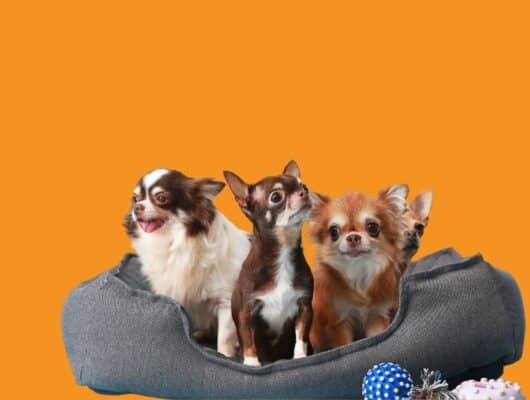 küçük köpek cinsleri