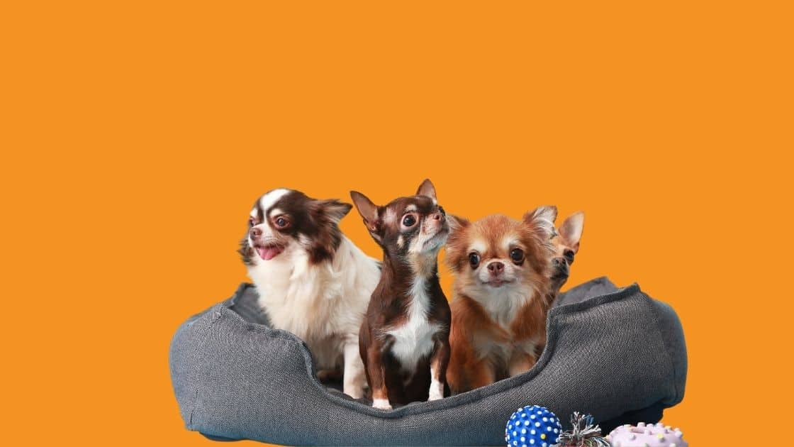 küçük köpek cinsleri