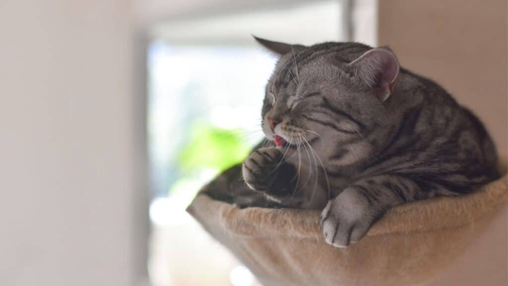 kedi hamağı