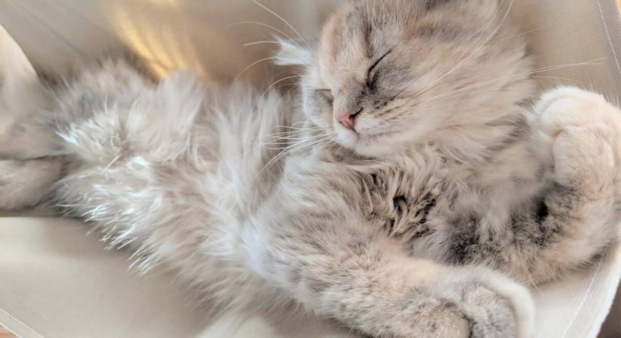 kedi hamağı