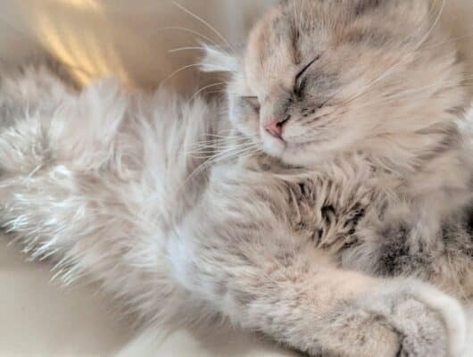 kedi hamağı