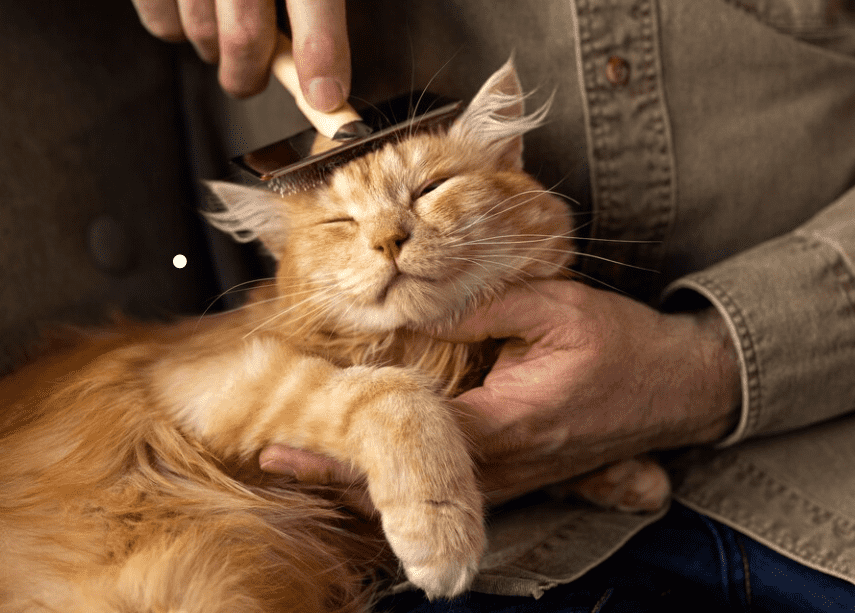 kedi tüy dökülmesi