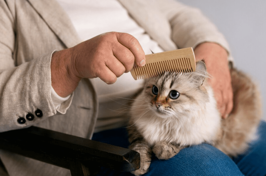 kedi tüy dökülmesi