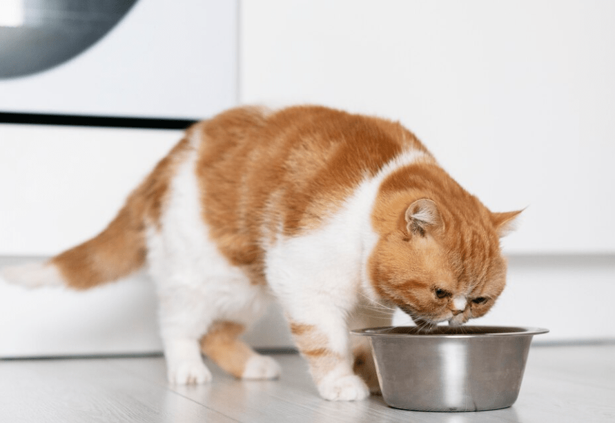 kedi tüy dökülmesi