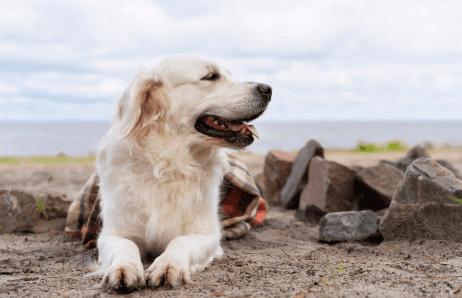köpeklerin uluması