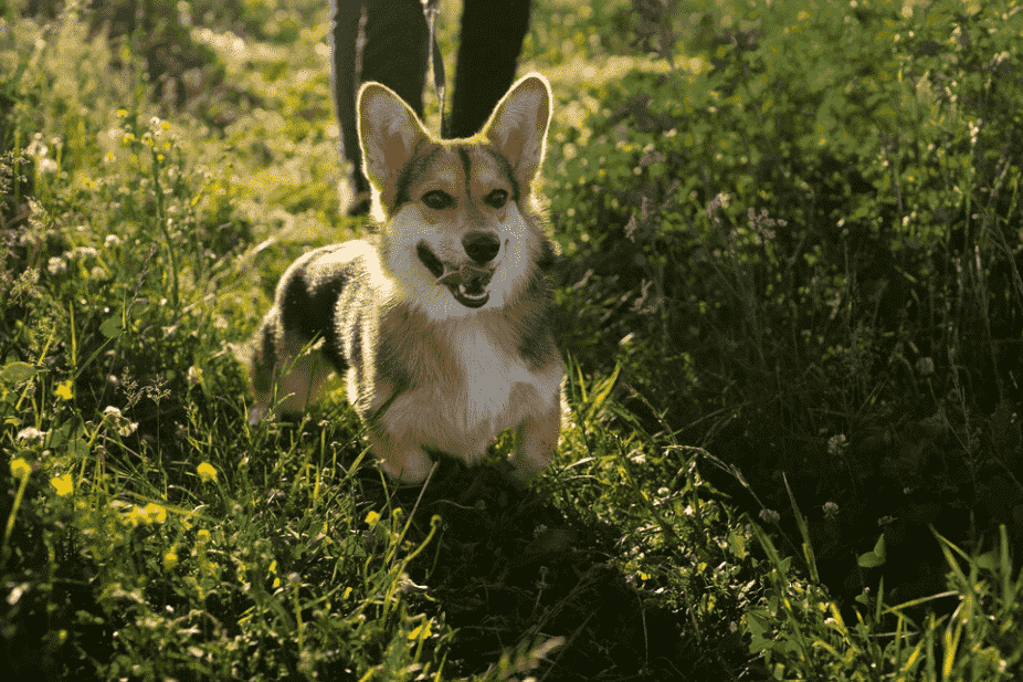 köpeklerin uluması