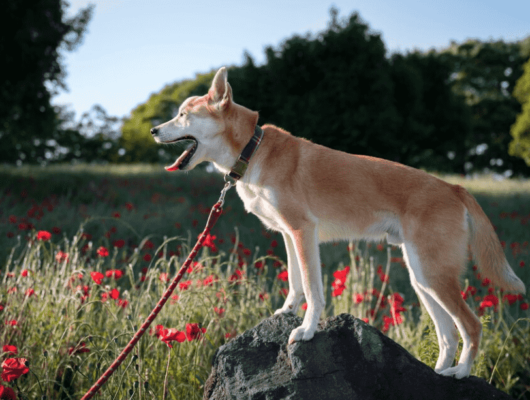 köpeklerin uluması