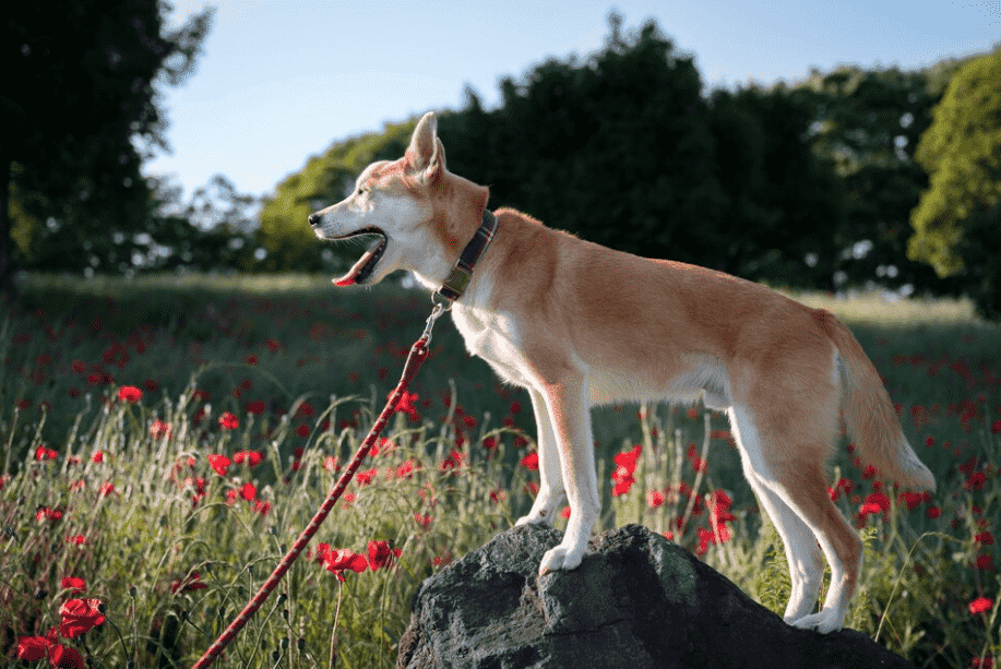 köpeklerin uluması