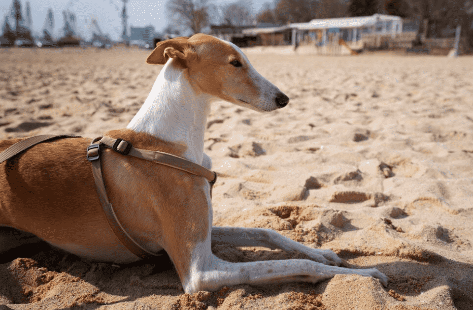 köpeklerin uluması