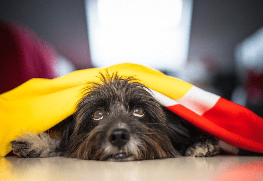 köpeklerin uluması