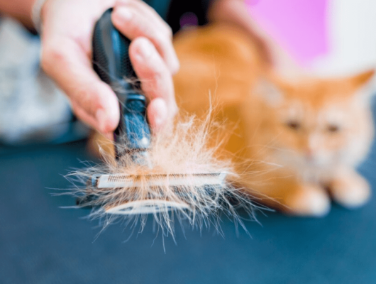 kedi tüy dökülmesi