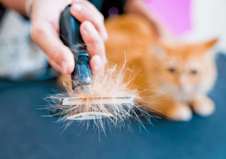 kedi tüy dökülmesi