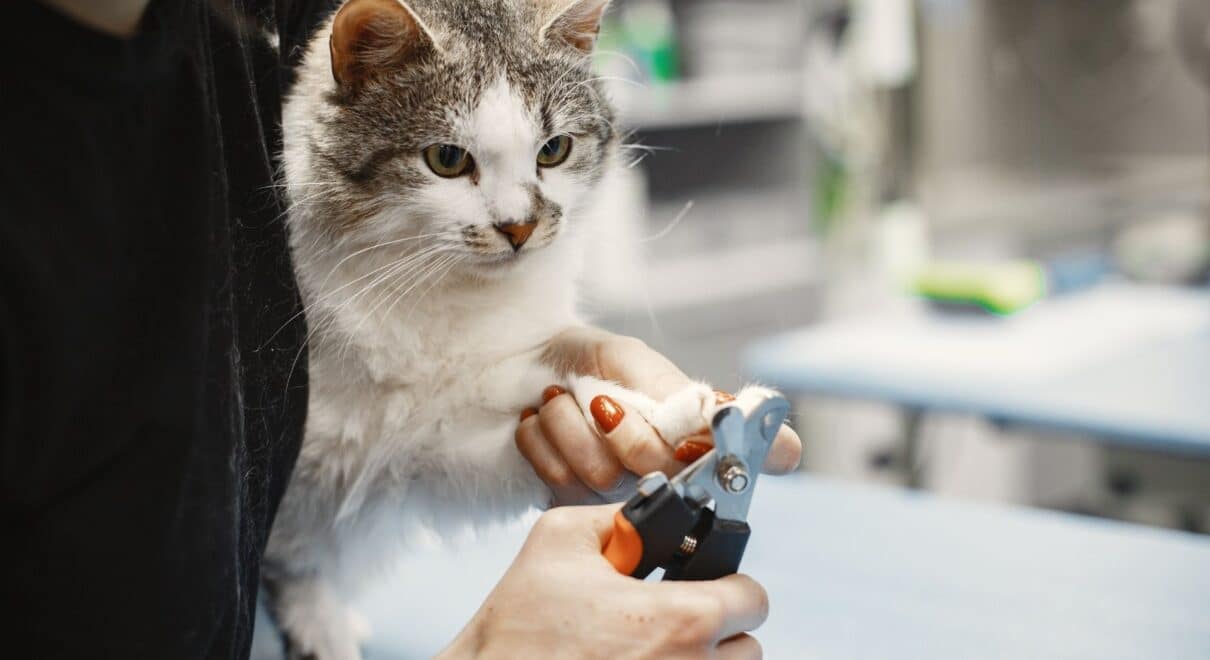 kedi tırnağı