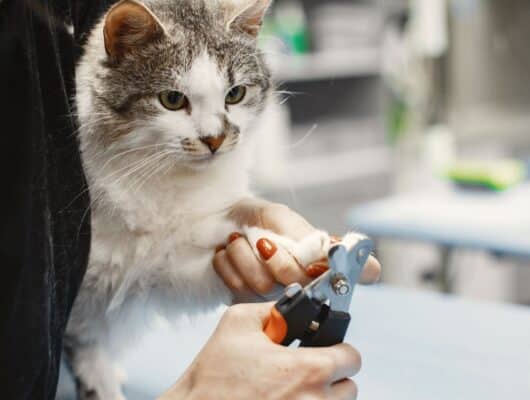 kedi tırnağı
