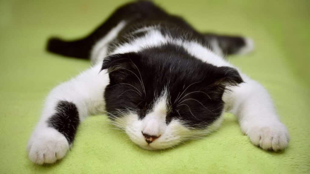 kedi tırnağı