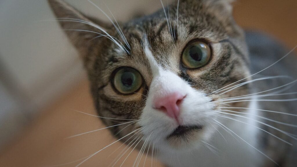 kedi tırnağı