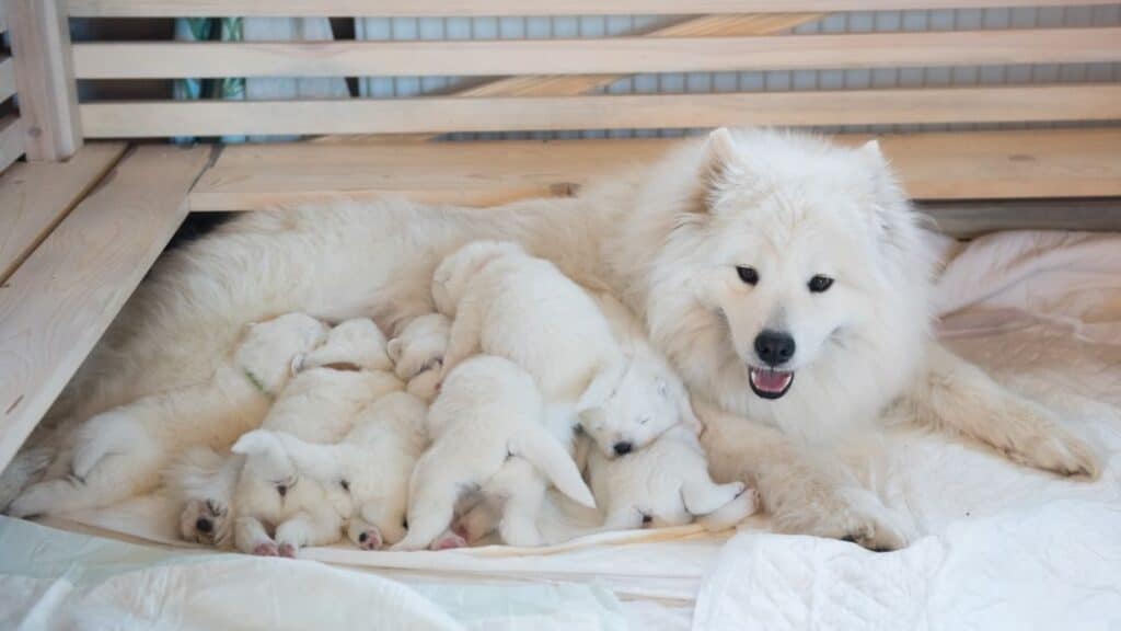 köpekler kaç ayda doğurur