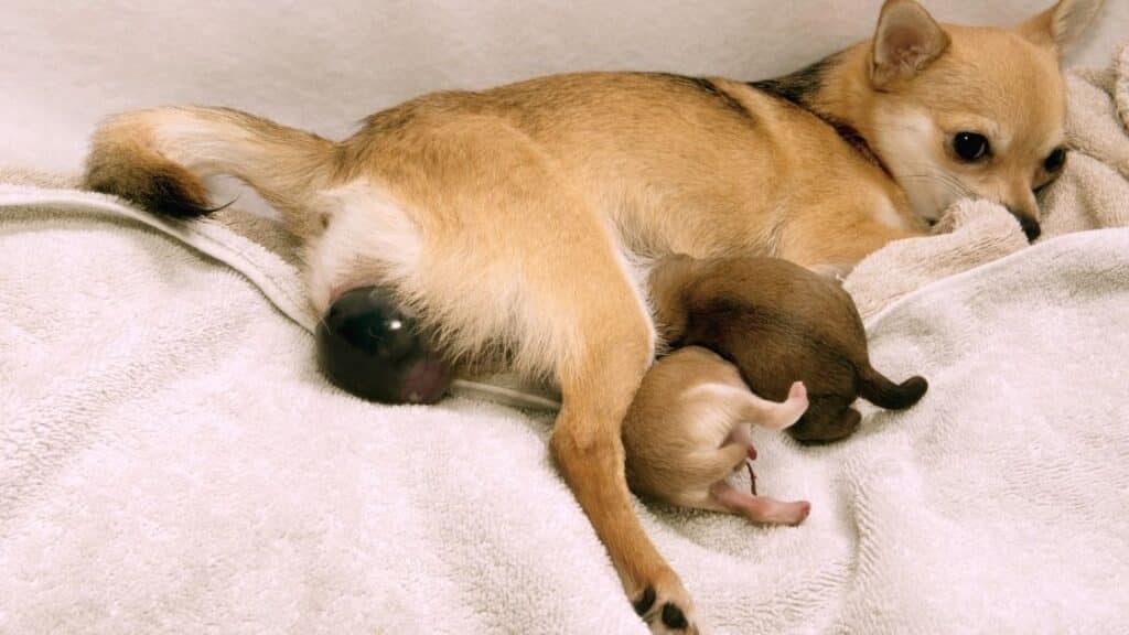 köpekler kaç ayda doğurur