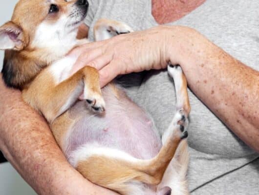 köpekler kaç ayda doğurur