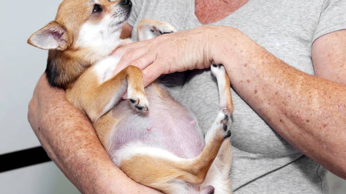 köpekler kaç ayda doğurur