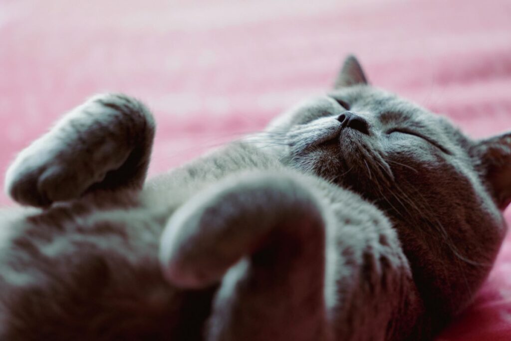 british shorthair
