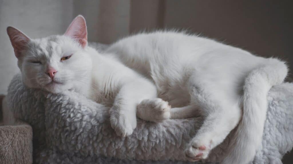 kedi tuvalet eğitimi