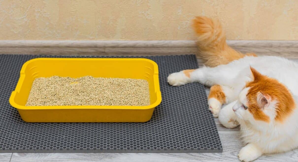 kedi tuvalet eğitimi