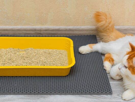 kedi tuvalet eğitimi