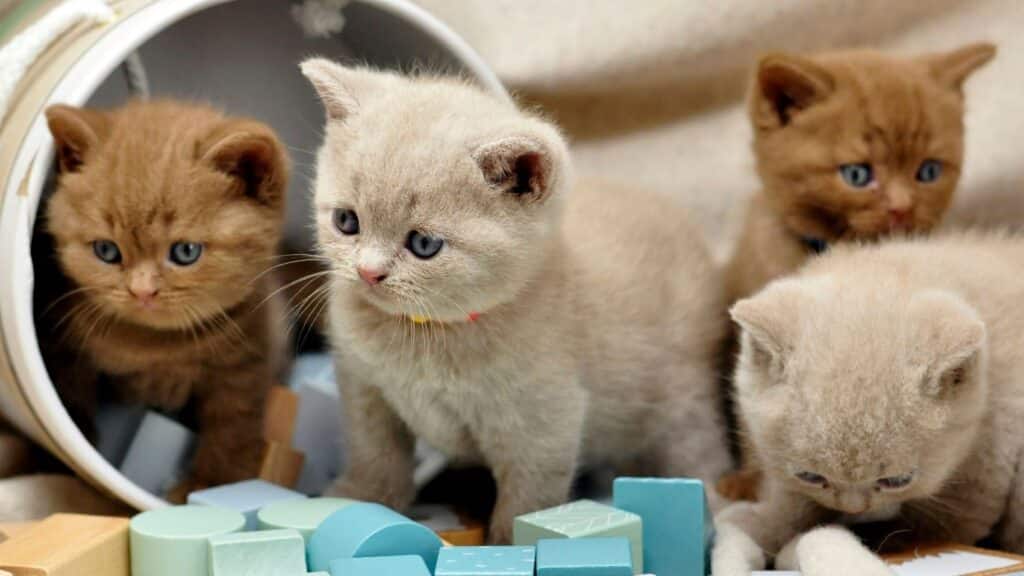 kedi tuvalet eğitimi