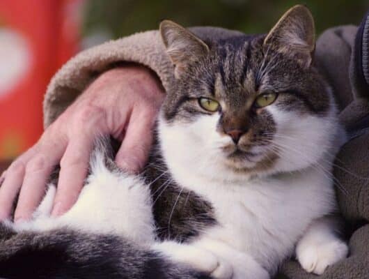 kedi aknesi