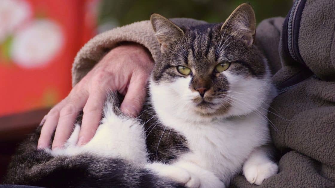 kedi aknesi