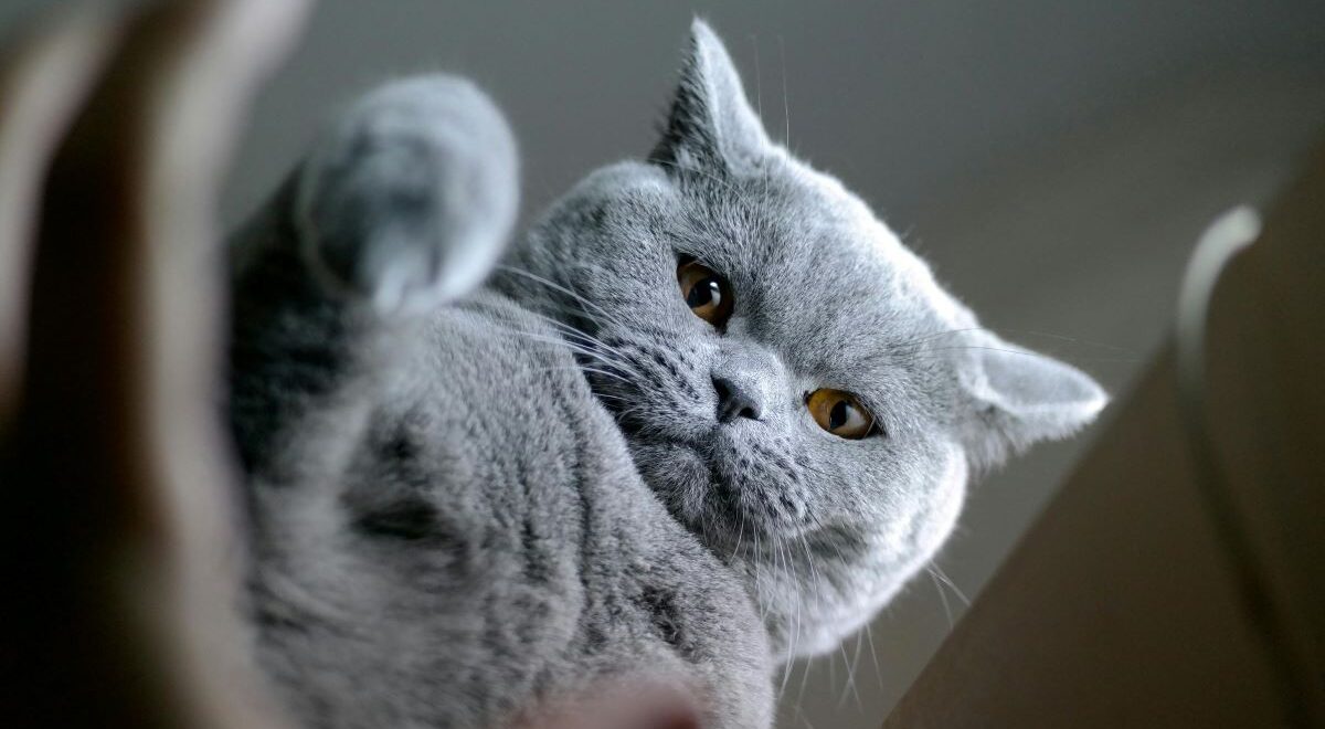 british shorthair
