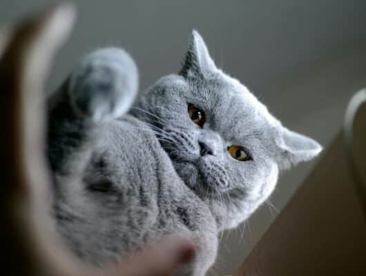 british shorthair