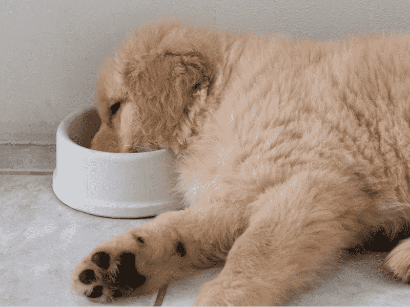 köpek maması seçerken dikkat edilmesi gerekenler