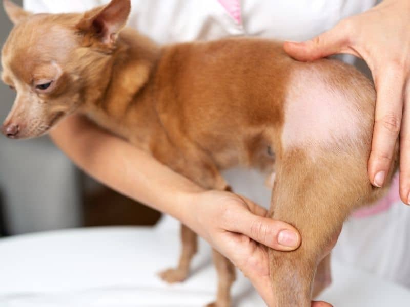 köpeklerde deri hastalıkları