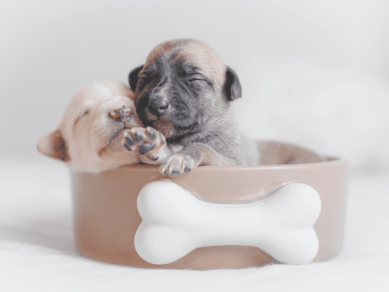 köpek maması seçerken dikkat edilmesi gerekenler