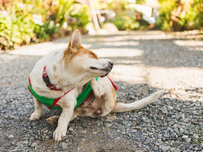 köpeklerde deri hastalıkları