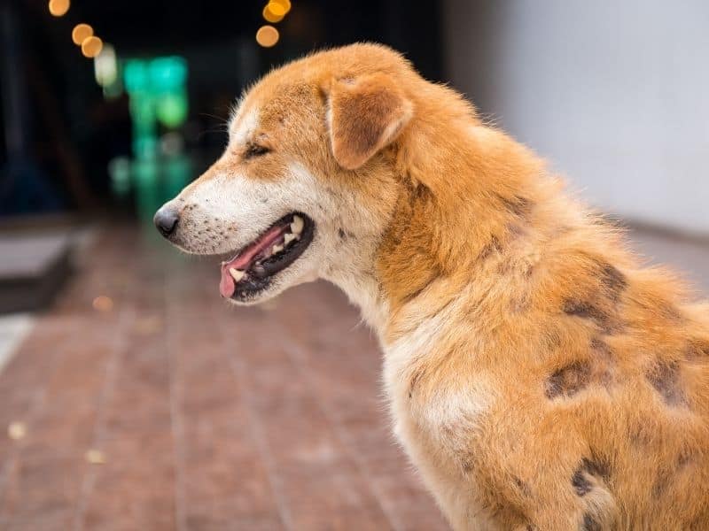 köpeklerde deri hastalıkları